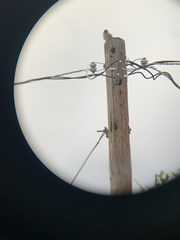 Passeriformes