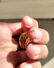 Polyphylla occidentalis