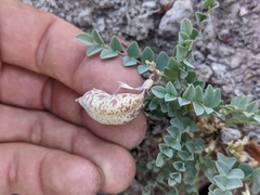Astragalus oophorus