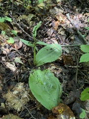 Galearis spectabilis