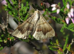 Scotopteryx moeniata