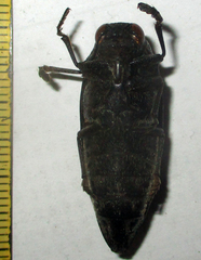 Amblysterna natalensis