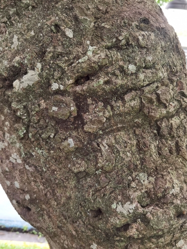 Image of Spondias purpurea by (c) Eduardo Chacón Madrigal, some rights reserved (CC BY)