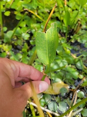 Sagittaria rigida