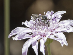 Megachile canariensis