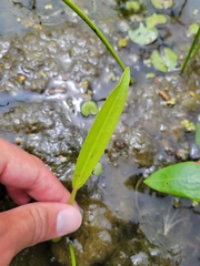 Sagittaria rigida