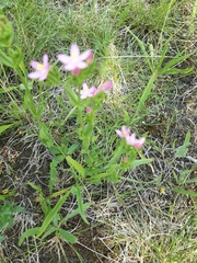 Centaurium erythraea