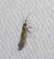 Euspilapteryx auroguttella