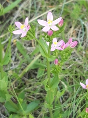 Centaurium erythraea