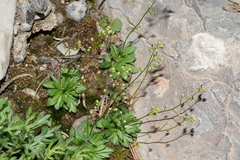 Draba paucifructa