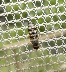 Pseudotephritina