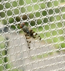 Pseudotephritina