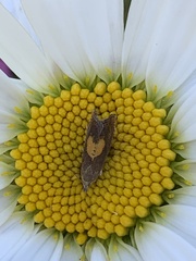 Dichrorampha alpinana