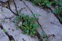 Valeriana acutiloba