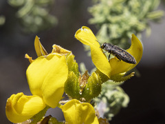 Acmaeodera cisti