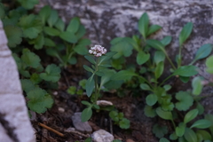 Valeriana acutiloba