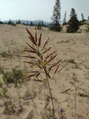 Bromus pumpellianus arcticus