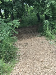 Odocoileus virginianus
