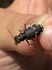 Cicindela patruela