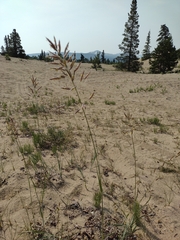 Bromus pumpellianus arcticus
