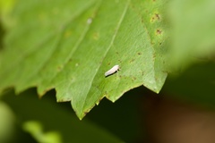 Omolicna