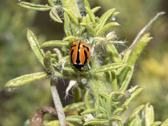 Coccinella miranda