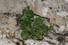 Telesonix heucheriformis