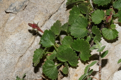 Telesonix heucheriformis