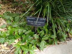 Ficus montana