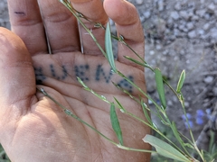 Polygonum sawatchense