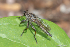 Machimus notatus