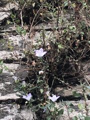 Campanula fragilis