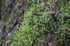 Tortella squarrosa