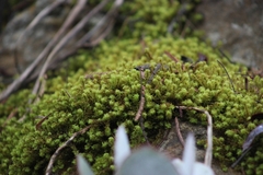 Tortella squarrosa