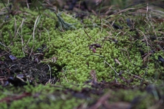 Tortella squarrosa