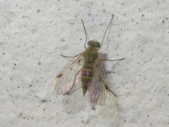 Chrysopilus asiliformis