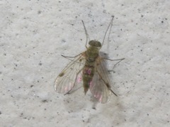 Chrysopilus asiliformis