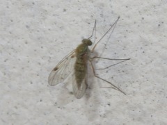 Chrysopilus asiliformis