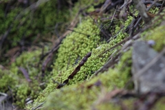 Tortella squarrosa