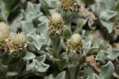 Antennaria soliceps