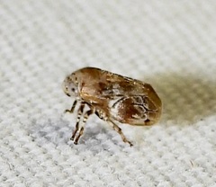 Clastoptera laevigata