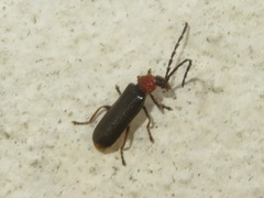 Silis ruficollis