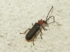 Silis ruficollis