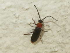 Silis ruficollis