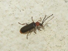 Silis ruficollis