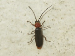 Silis ruficollis