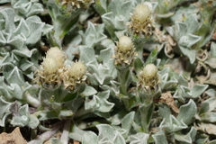 Antennaria soliceps