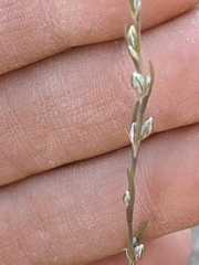 Polygonum sawatchense