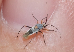 Origonema splendida