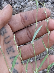 Polygonum sawatchense
